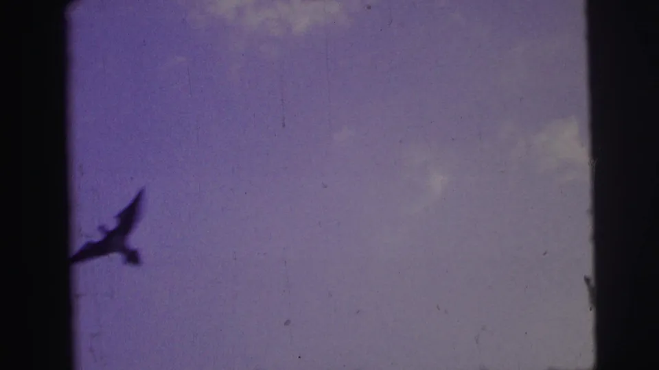 1967 Brazil home-movie frame with a large dark bird in silhouette against a blue-purple sky and light clouds.