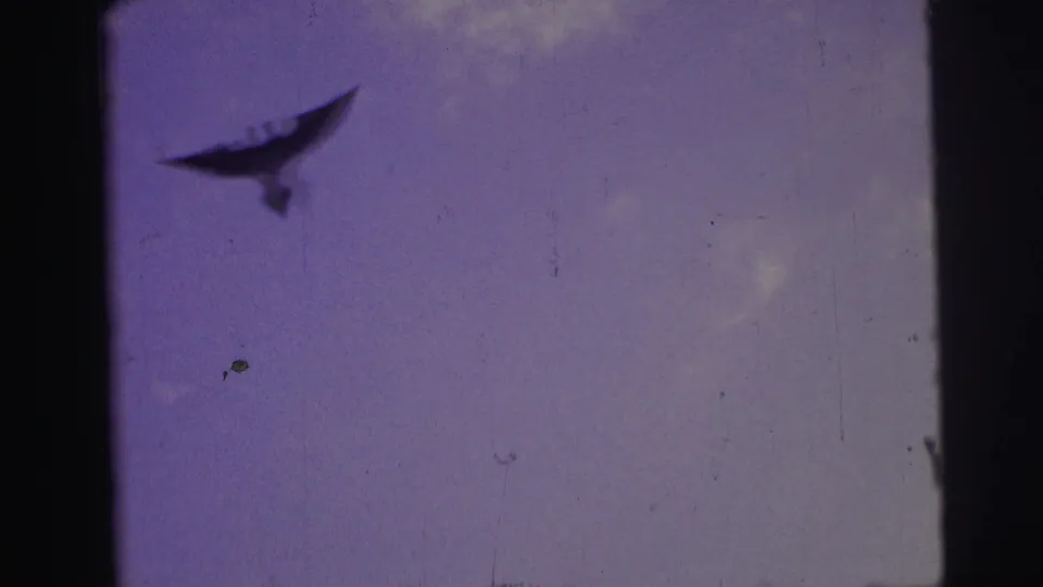 1967 Brazil home-movie still of a dark bird banking through a pale blue sky with scratches and dust marks.