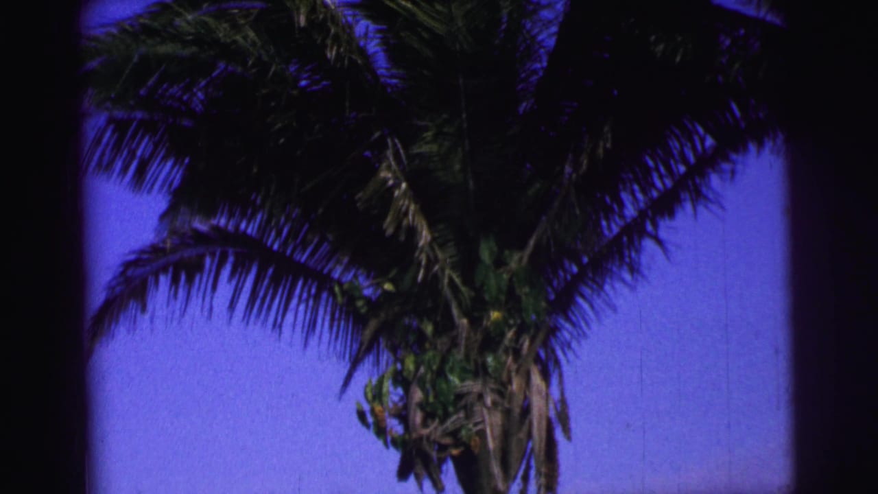 1967 Brazil home-movie frame of a palm tree canopy silhouetted against a deep blue sky.