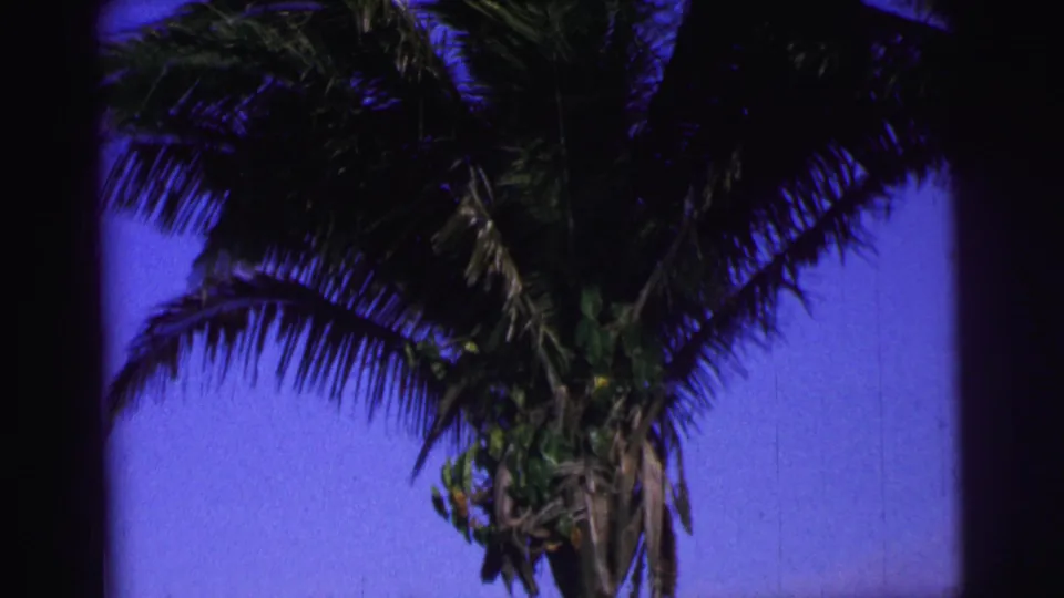 1967 Brazil home-movie frame of a palm tree canopy silhouetted against a deep blue sky.