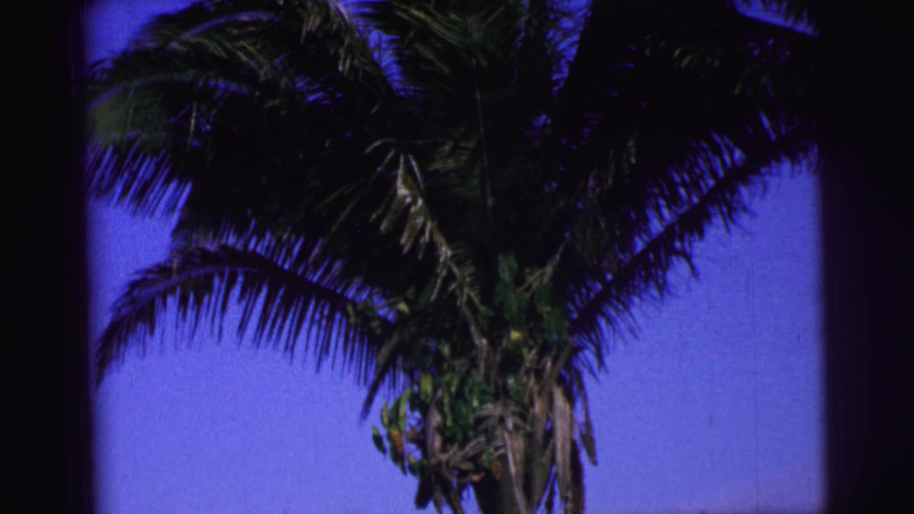 1967 Brazil home-movie frame showing a palm tree viewed upward, with fronds spread across the sky.