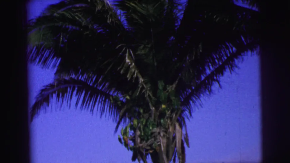1967 Brazil home-movie frame showing a palm tree viewed upward, with fronds spread across the sky.
