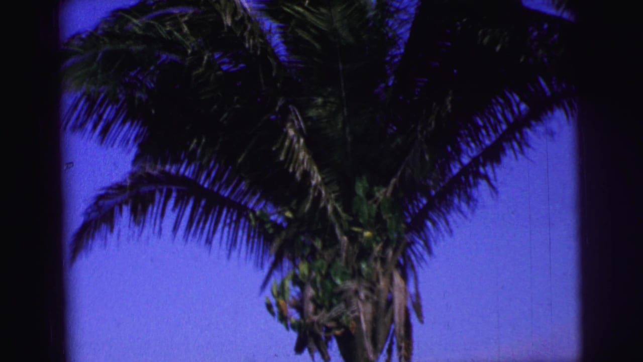 1967 Brazil home-movie frame of palm fronds swaying against blue sky with heavy shadow at the frame edges.