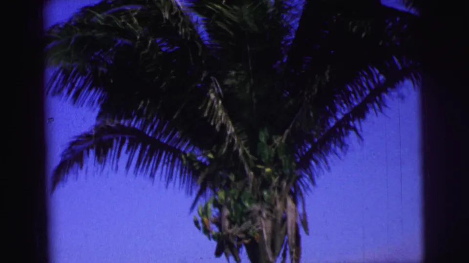 1967 Brazil home-movie frame of palm fronds swaying against blue sky with heavy shadow at the frame edges.
