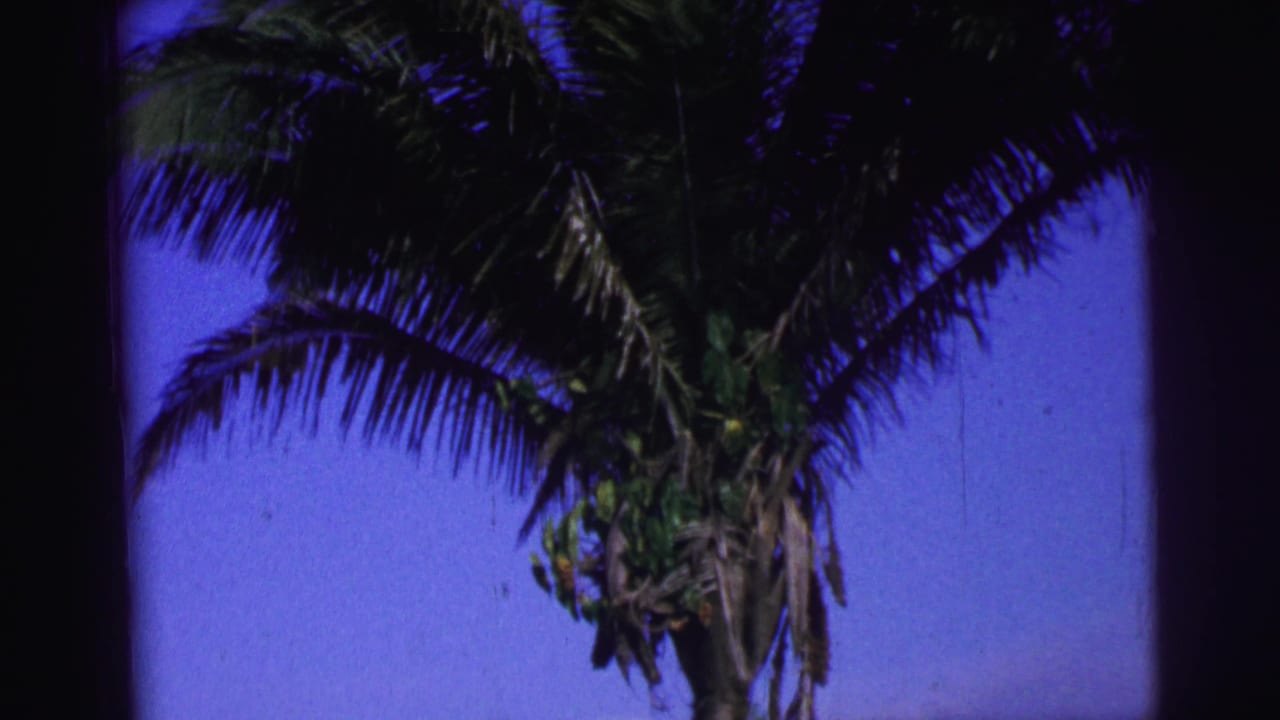Palm tree crown and trunk silhouetted against a vivid blue sky.