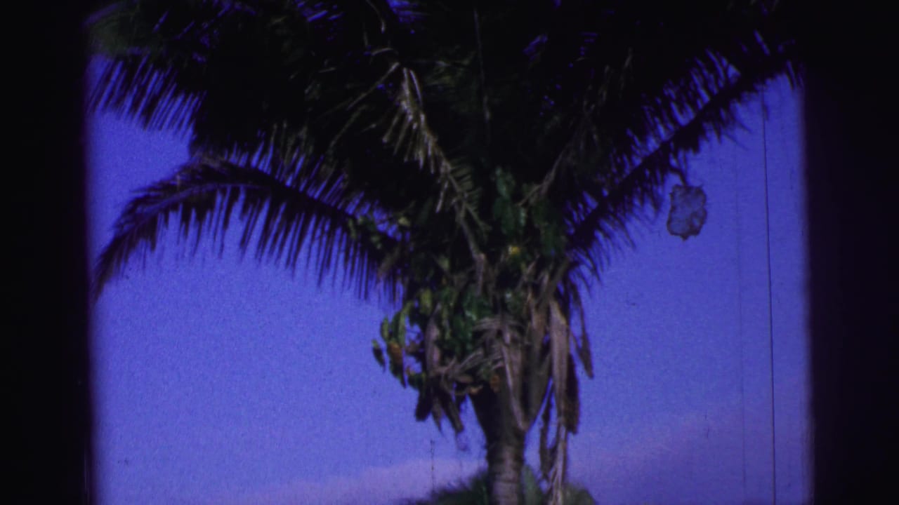 Palm fronds and trunk framed high against a blue sky.