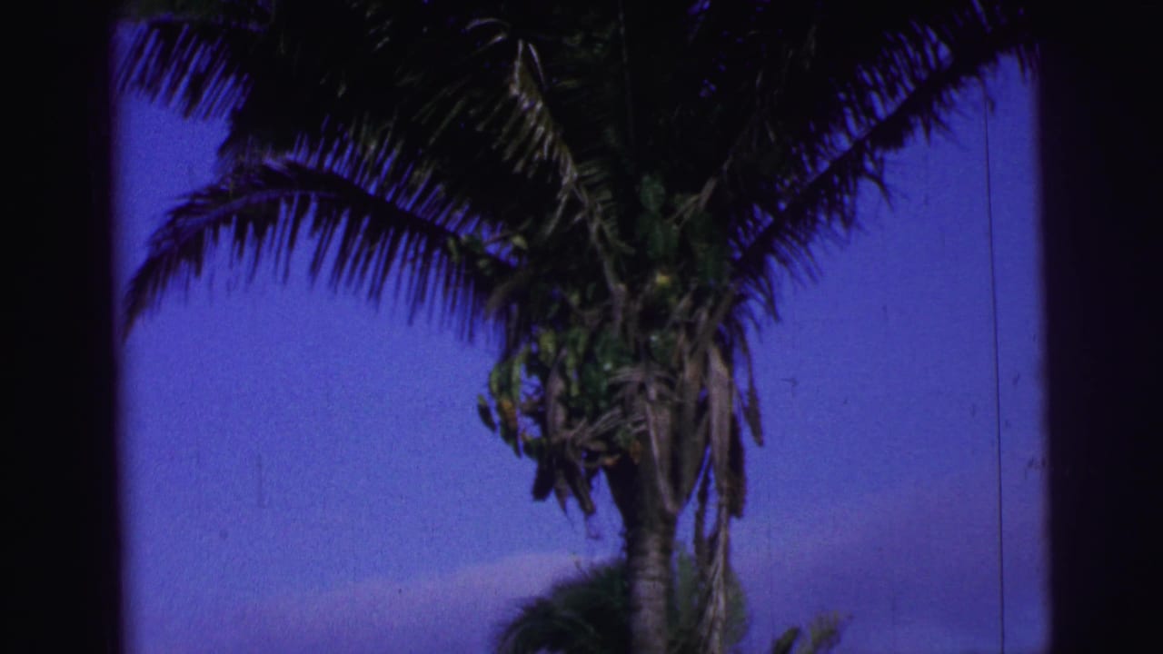1967 Brazil 8mm frame of a tall palm tree, with fronds and trunk contrasted against saturated sky.
