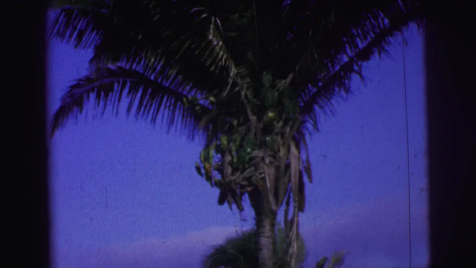 1967 Brazil 8mm frame of a tall palm tree, with fronds and trunk contrasted against saturated sky.