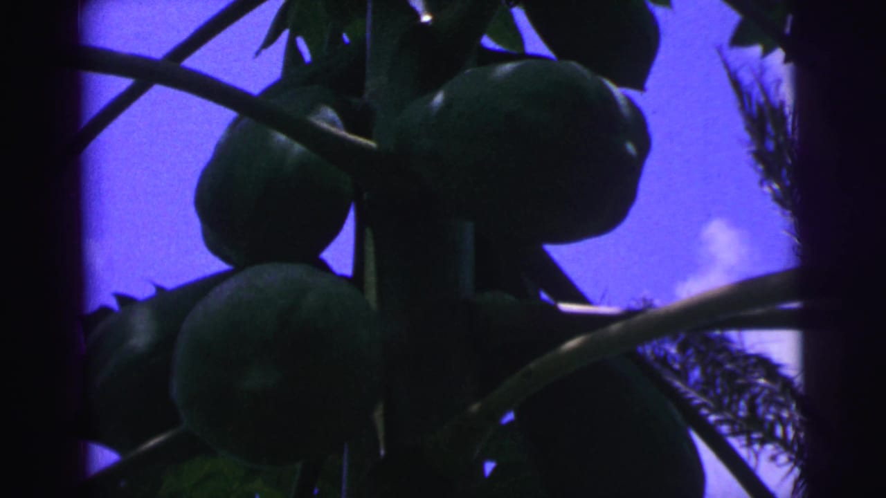 1967 Brazil home-movie close view of coconuts clustered beneath palm fronds against a blue sky.