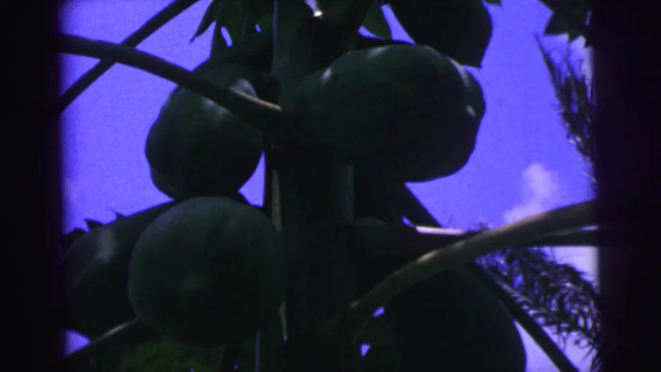 1967 Brazil home-movie close view of coconuts clustered beneath palm fronds against a blue sky.