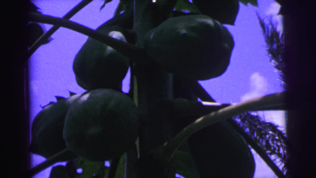 Green papayas hanging from a tree against a purple-blue sky.
