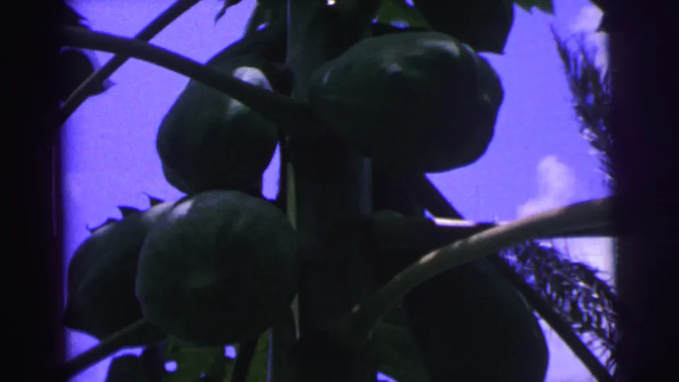 1967 Brazil 8mm frame showing green papayas and dark leaves silhouetted against a purple-blue sky.