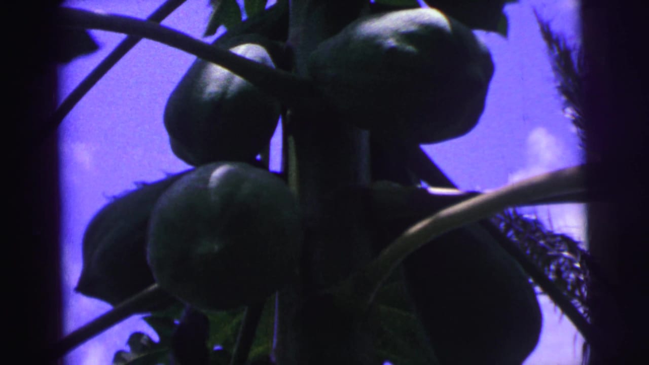 Papayas and leaves silhouetted beside a tree trunk in bright sky.