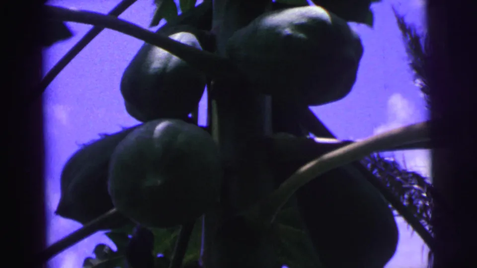 Green papayas on a tropical tree in Brazil, filmed on 8mm with strong blue-purple color shift.