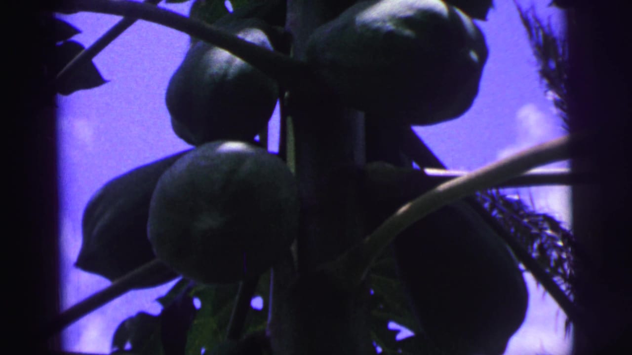 8mm home-movie frame from Brazil showing clustered green papayas, leaves, and a color-shifted sky.