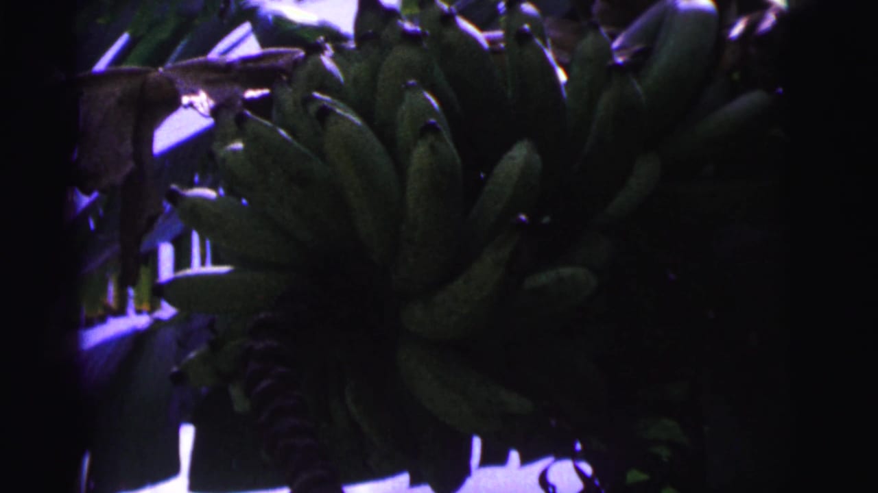 1967 Brazil 8mm frame showing a large bunch of unripe green bananas among tropical foliage.