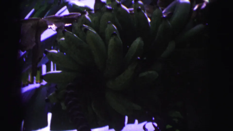 1967 Brazil 8mm frame showing a large bunch of unripe green bananas among tropical foliage.