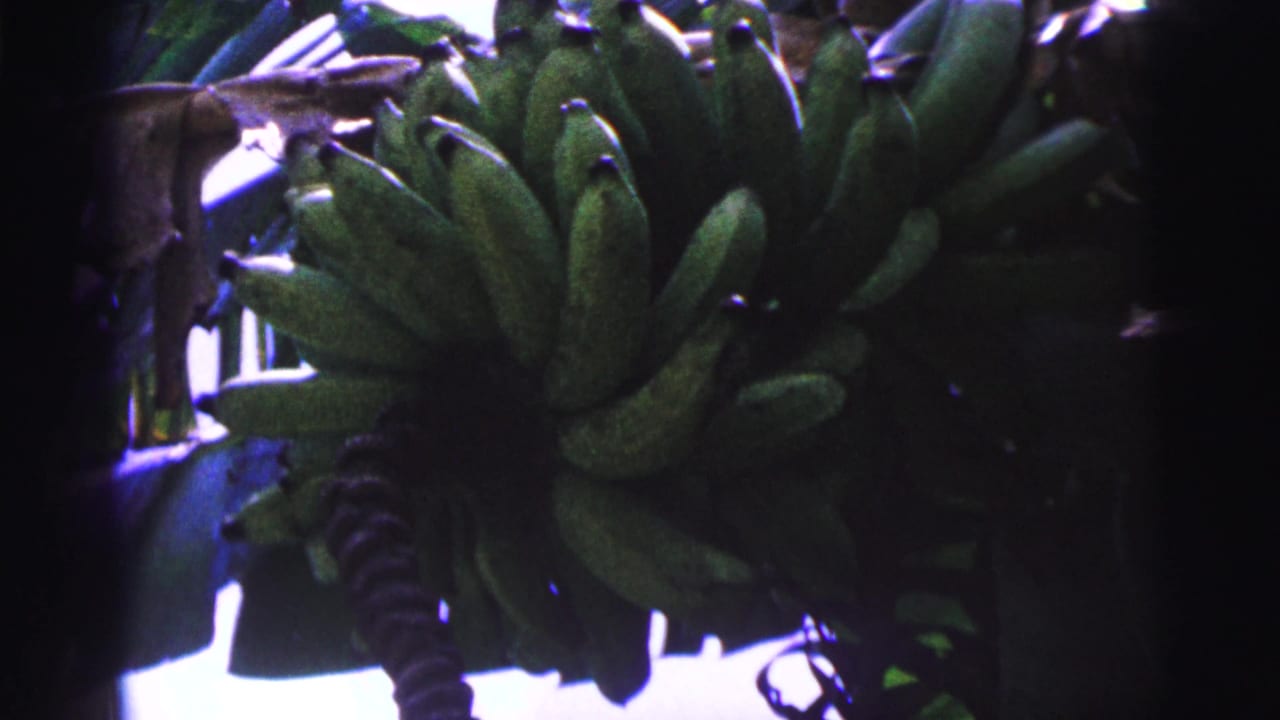 Close view of green bananas hanging among dark banana leaves.