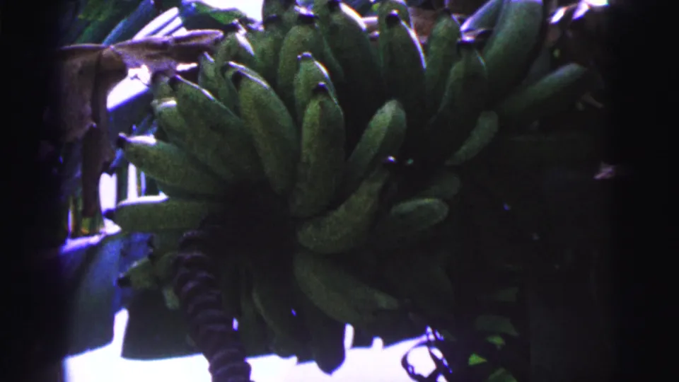 1967 Brazil 8mm frame showing a dense bunch of green bananas under broad leaves with pale sky behind.