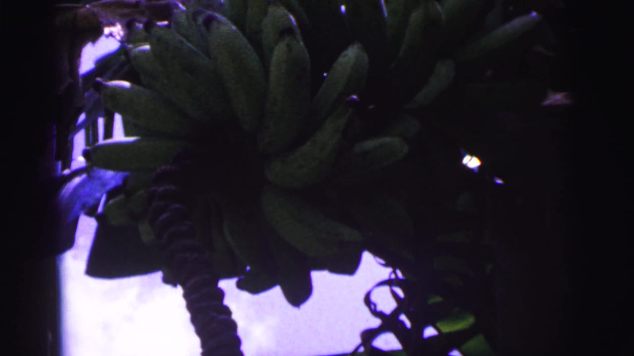 1967 Brazil 8mm frame with green bananas clustered near a hanging stem, partly silhouetted by leaves and sky.