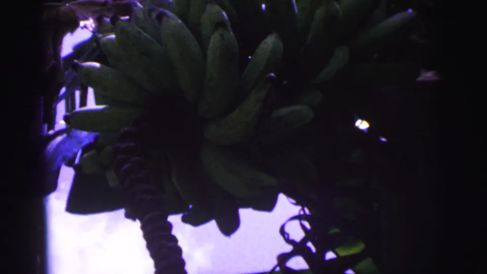 1967 Brazil 8mm frame with green bananas clustered near a hanging stem, partly silhouetted by leaves and sky.