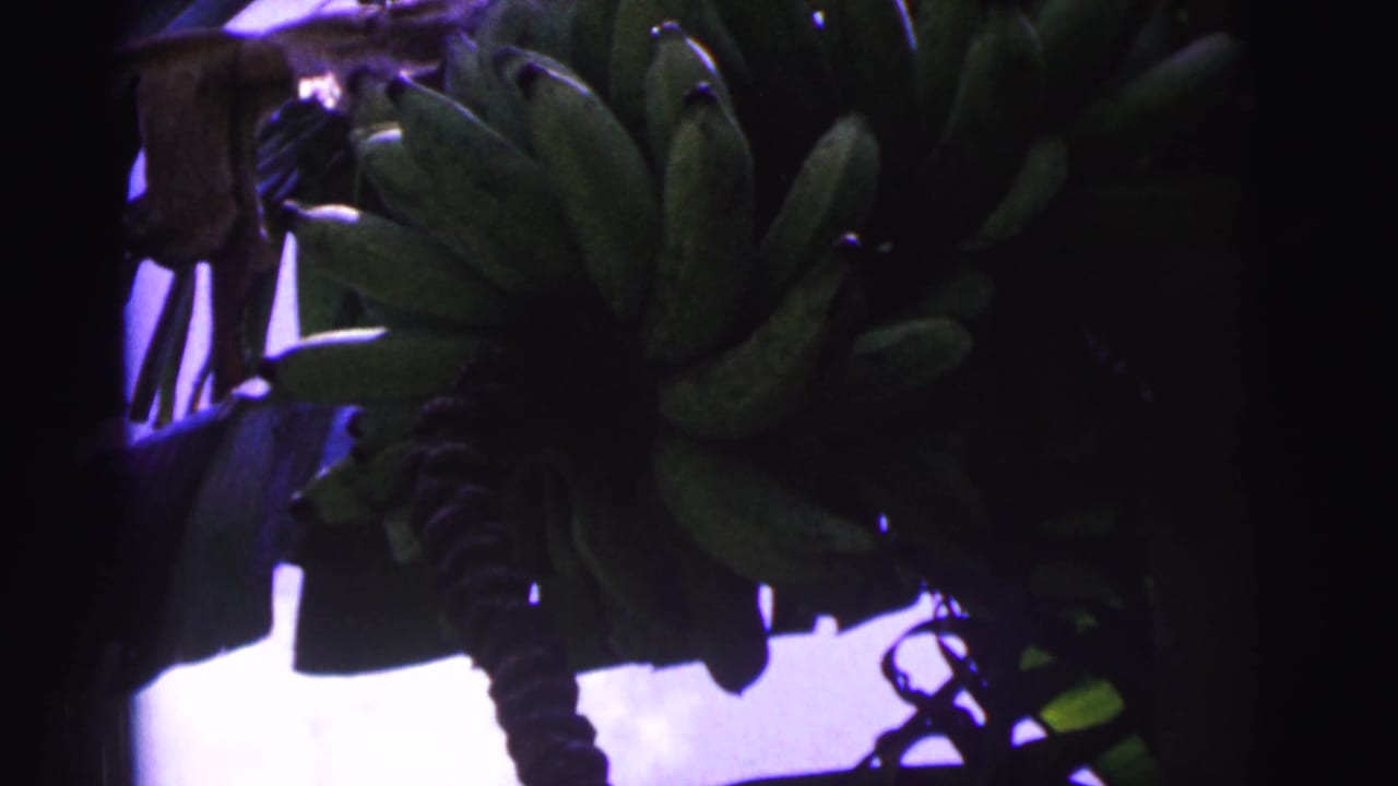 1967 Brazil 8mm frame showing a darker view of green bananas hanging from a banana plant amid dense leaves.