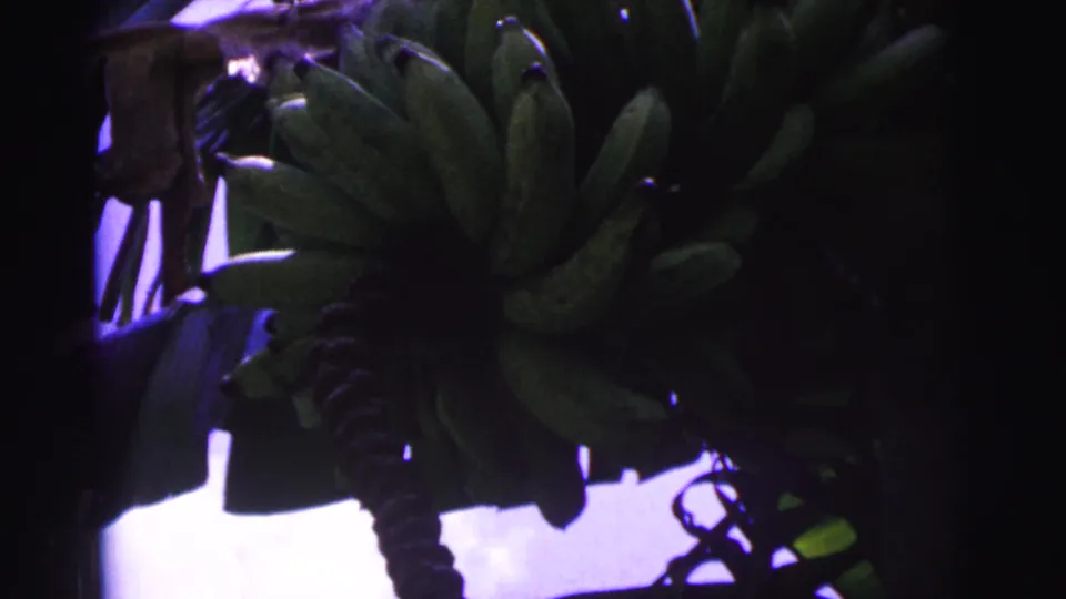 1967 Brazil 8mm frame showing a darker view of green bananas hanging from a banana plant amid dense leaves.
