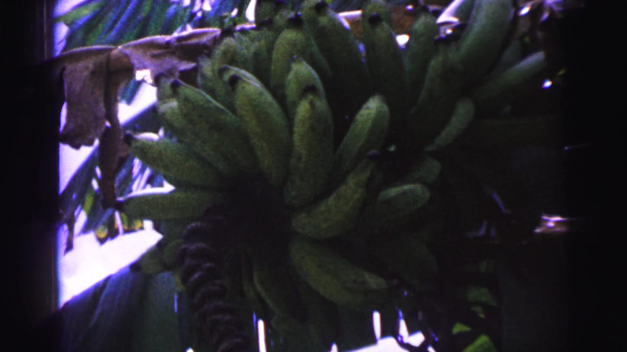 1967 Brazil 8mm frame showing a green banana bunch below broad leaves, with strong contrast from sky and shade.