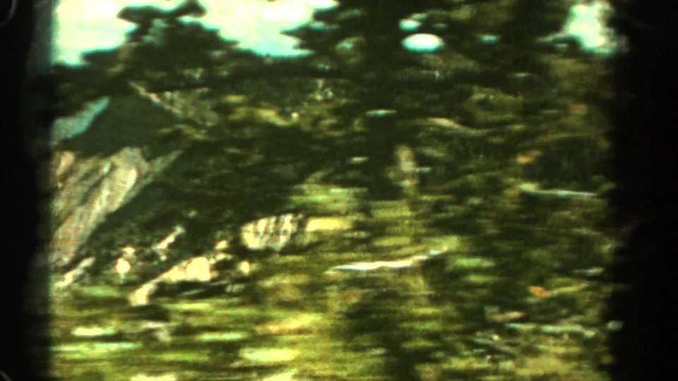 Shaky 8mm Colorado travel frame with tree canopy blur, bright sky openings, and a rocky slope partly visible beyond.