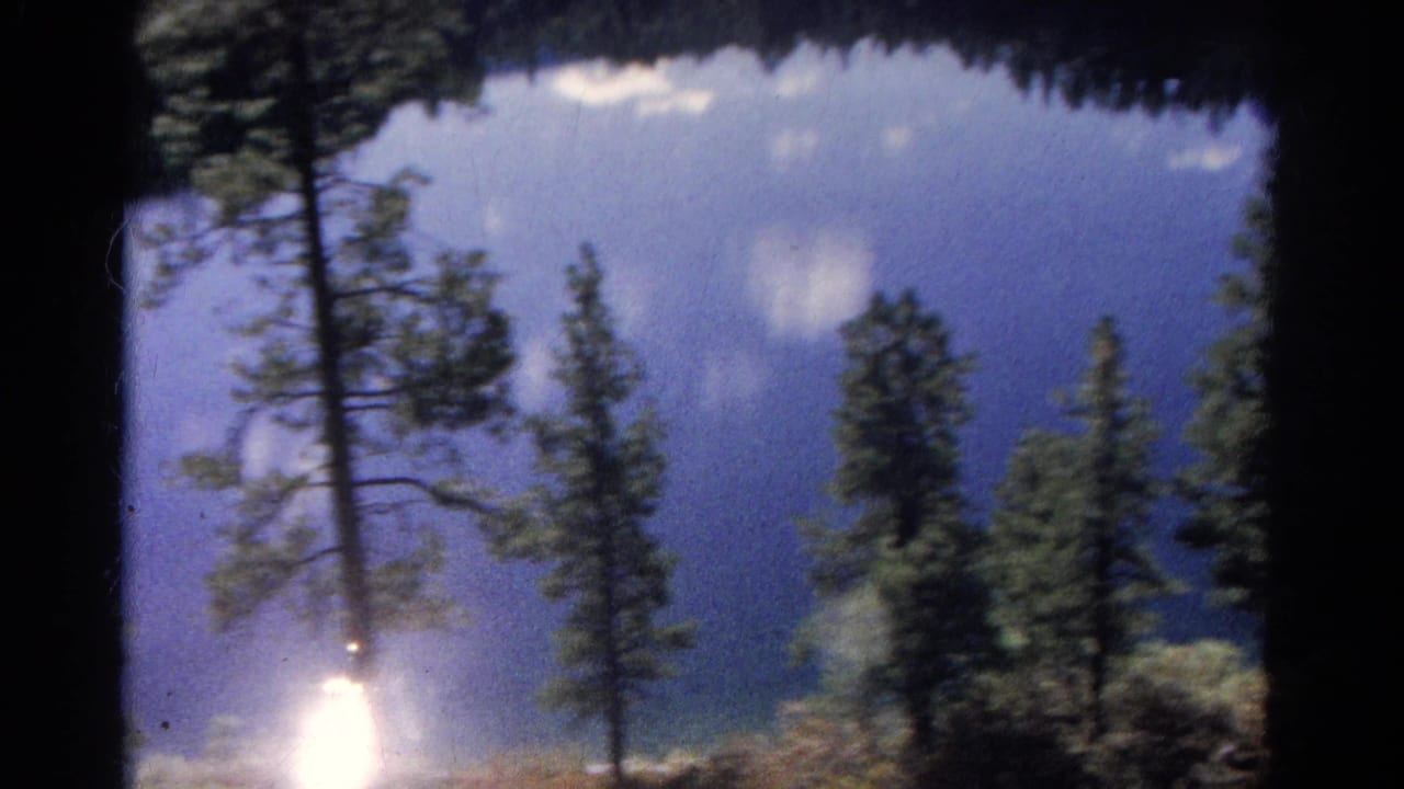 Tall pine trees over a blue lake with a bright sun flare near the lower frame.