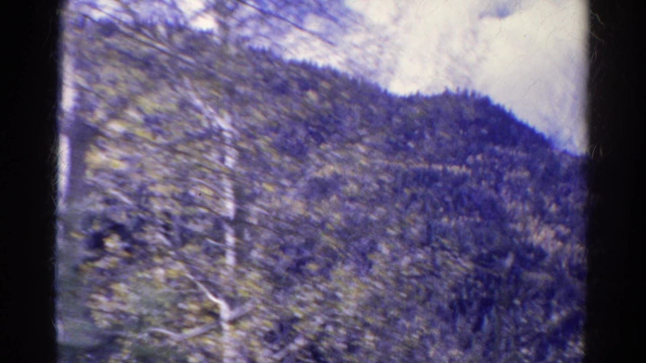 Aspen branches and pine-covered slope viewed from a moving vehicle.