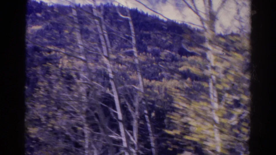 1967 Colorado frame showing slender aspens in the foreground with dense pine forest on the slope beyond.