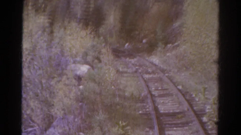 Forward-looking 1967 Colorado rail view showing empty tracks bending through a forested corridor on aged 8mm film.