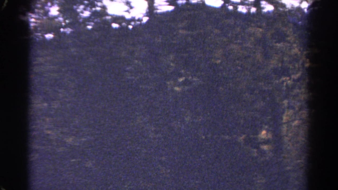 Forested Colorado mountainside seen from a moving vehicle with dark frame-edge shadows.