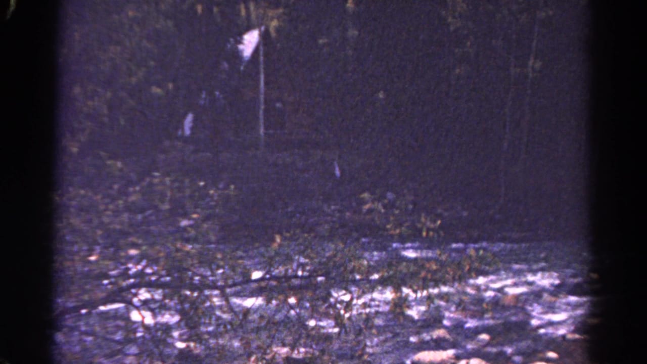 Dark forest stream with rocks, branches, and a pale flag-like marker in the distance.