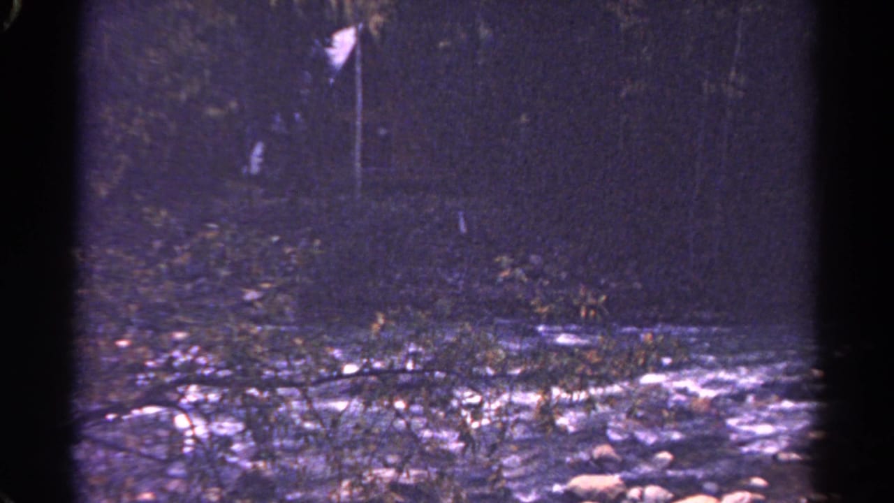 Dim wooded creek with scattered rocks, branches, and a pale marker beyond the water.