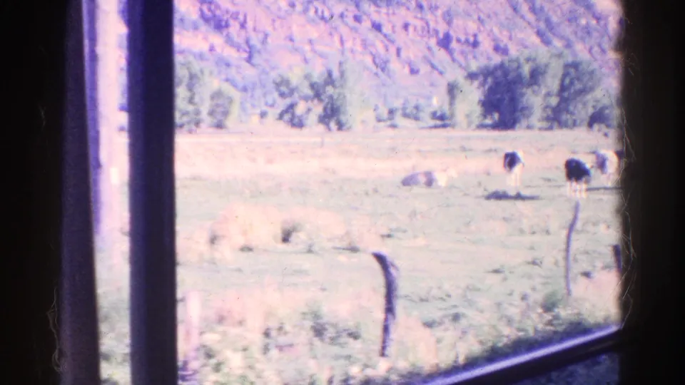 1967 Colorado train-window view of cattle grazing in an open pasture with fence posts, trees, and a hillside in the background.