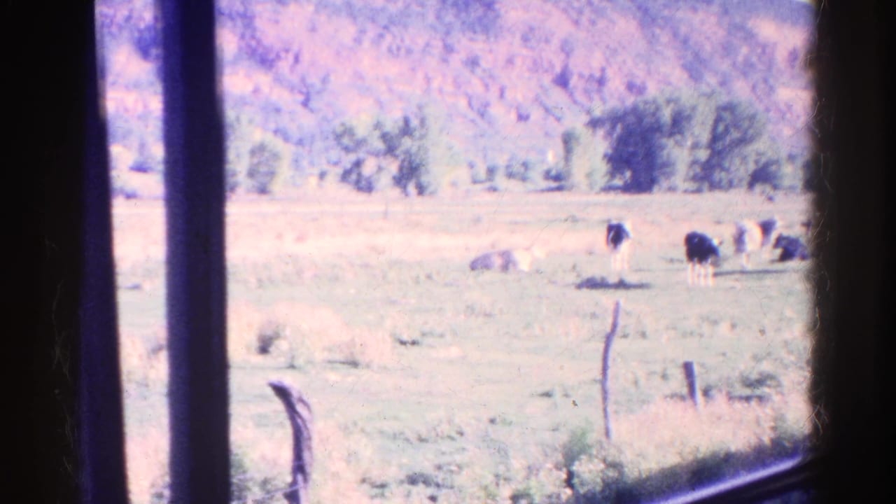 Cattle in a pasture seen through vertical window bars, with a hillside in the background.