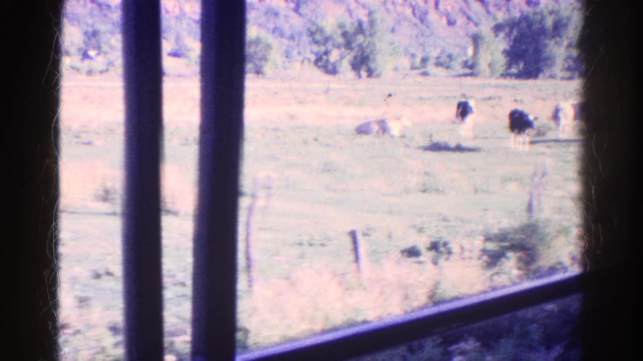Cattle stand and rest in a Colorado pasture beyond dark window bars, with trees and hillside terrain behind them.