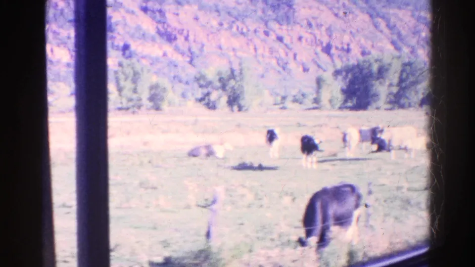 A dark cow appears near the lower window edge as other cattle graze and rest across a 1967 Colorado pasture scene.
