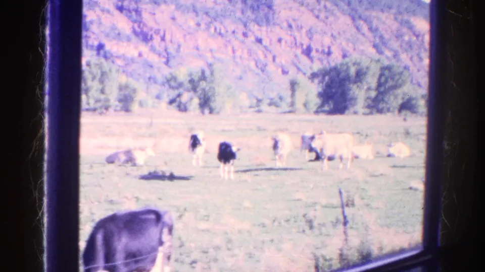 A foreground cow and several distant cattle are visible through the vehicle window, with pasture, trees, and hillside in Colorado.