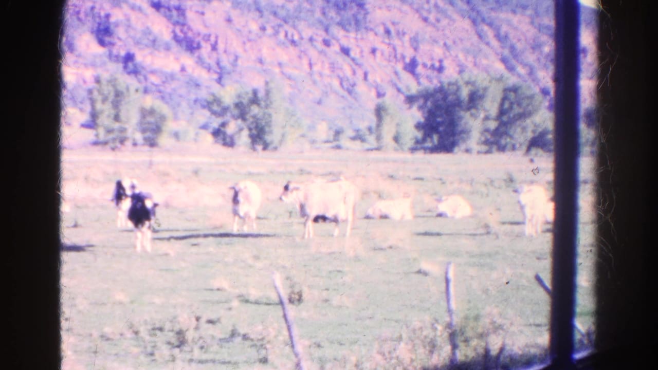 1967 Colorado home-movie view of cattle in a field, framed by dark vertical window edges and backed by trees and hillside.