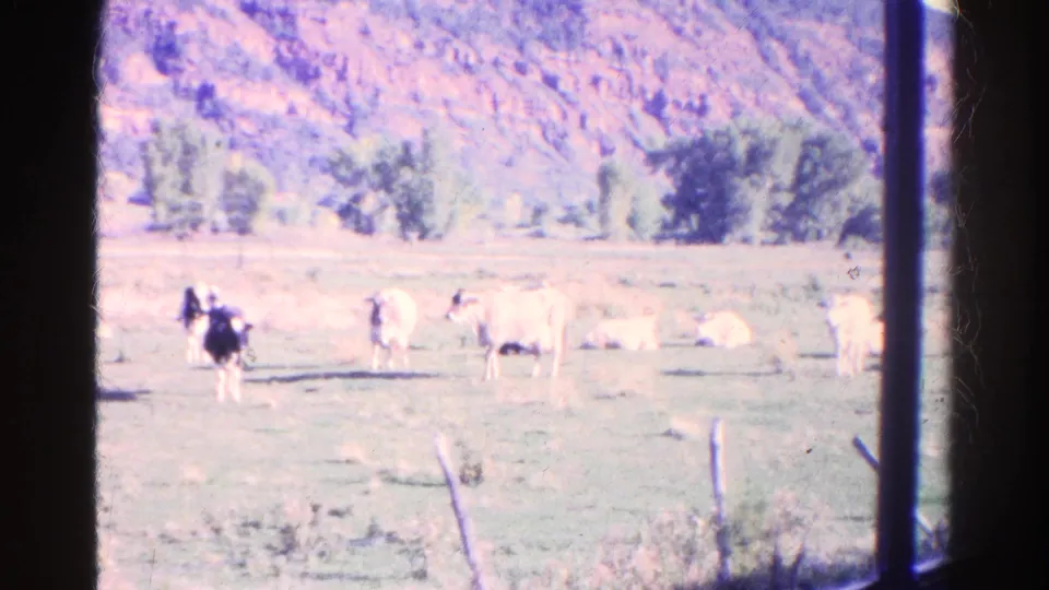 1967 Colorado home-movie view of cattle in a field, framed by dark vertical window edges and backed by trees and hillside.