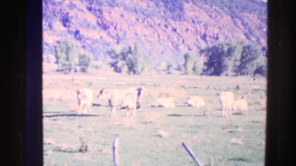 Faded 1967 Colorado 8mm frame showing a small herd in pasture, with fence posts, trees, and hillside beyond the field.