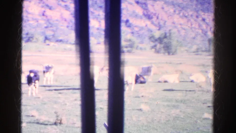 1967 Colorado 8mm frame with cattle in open pasture partly blocked by window bars, suggesting a moving passenger viewpoint.