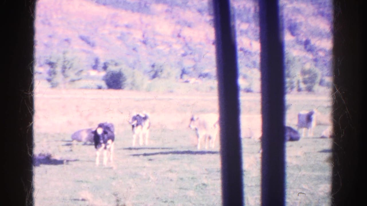 1967 Colorado 8mm frame of cattle scattered across a sunlit pasture, viewed through dark foreground bars with trees and hills beyond.
