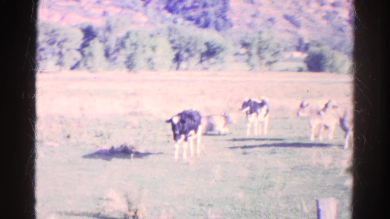 Several cattle stand in an open pasture with trees and hills in the background.
