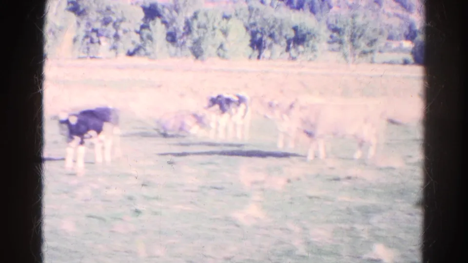 Soft 8mm frame of cattle in a sunlit Colorado field, including a dark resting cow and light-colored animals near distant trees.