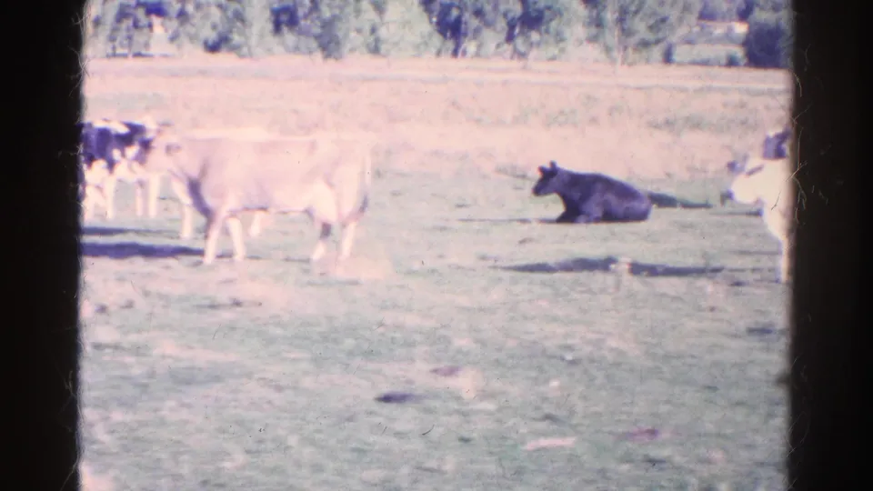 Final 1967 Colorado frame showing light and dark cattle in a pasture, with a seated cow, distant trees, and dark vertical foreground bars.