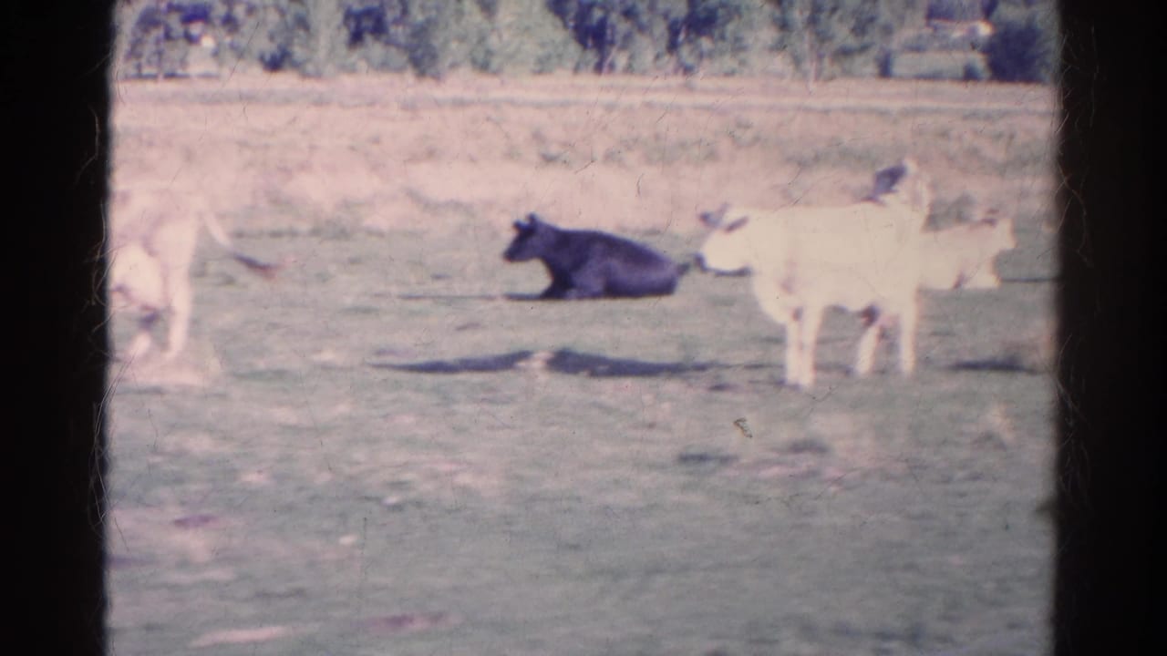 Cattle in a sunlit field, with one dark cow lying down and light cows standing nearby.